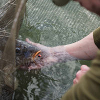 Korda Zig Kit Bundle